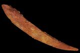 Fossil Shark (Hybodus) Dorsal Spine - Morocco #106547-1